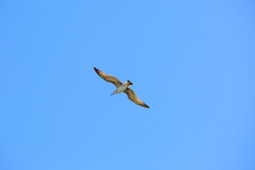 A seagull flies in the air against a clear blue sky
