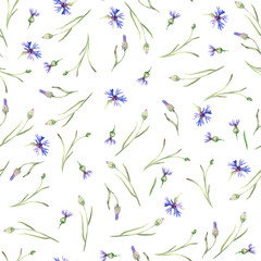 Watercolor stems of cornflowers