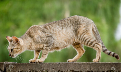 Toyger cat with stripes outside