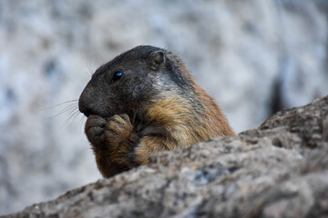 marmotta