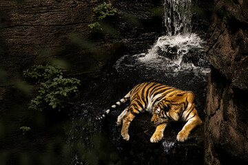 Fototapeta na wymiar bengal tiger in the zoo