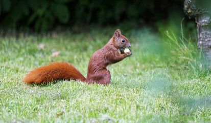 Eichhörnchen im Garten mit einer Haselnuss