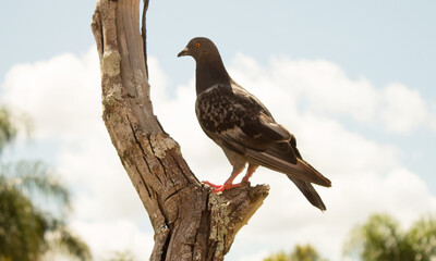 a dove standing on branch and stretching neck in summer forest with blurred green background. Wild bird perched in treetop from side view