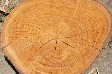 Fototapeta premium Core of juniper and sandalwood background.