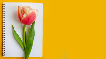 paper notebook flower tulip on colored background