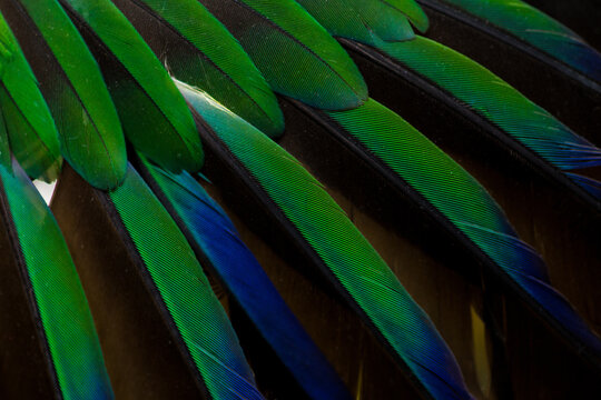 Blue parrot bird feather