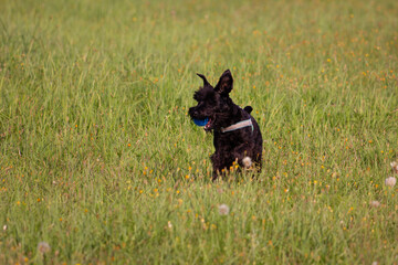 Black schnazuer puppy running with the ball in  the mouth