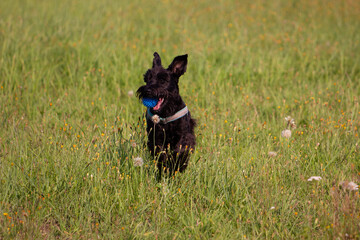 Black schnazuer puppy running with the ball in  the mouth