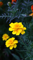 yellow flowers in the garden