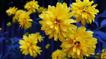 yellow chrysanthemum flowers