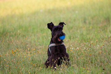 Black puppy schnazuer sitting on the grass with blue ball in it's mouth