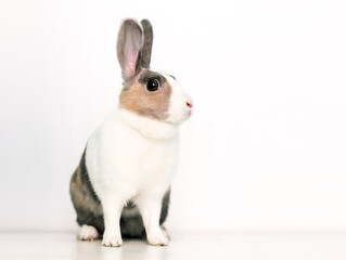 A domestic pet rabbit with calico markings sitting on a white background