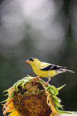 Eastern Goldfinch male (Carduelis tristis) on sunflower with dark dramatic bokeh background