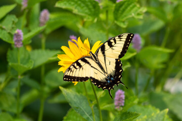 Eastern Tiger swallow butterfly (Papilio glaucus) on Hyssop