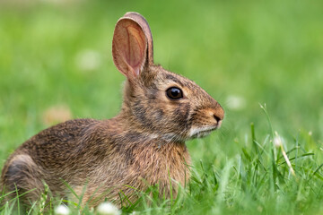 Naklejka na ściany i meble Young Eastern Cottontail Rabbit (Sylvilagus floridanus) closeup in grass soft light