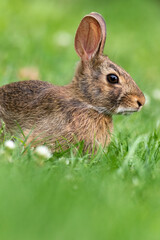 Young Eastern Cottontail Rabbit (Sylvilagus floridanus) closeup in grass soft light