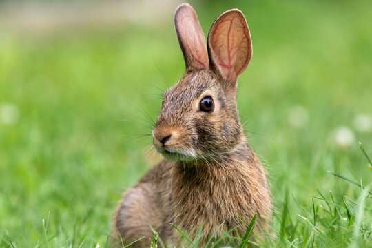 Young Eastern Cottontail Rabbit (Sylvilagus floridanus) closeup in grass soft light
