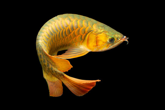 Golden Arowana Fish (Cross Back, Cross Back Golden, CBG)