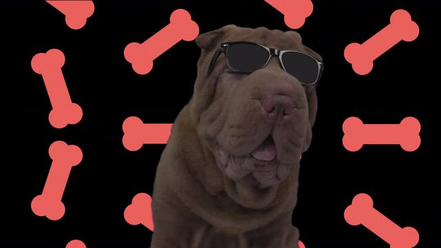 shar pei dog with falling bones background