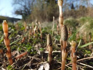 reeds in the wind