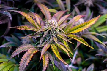 Late Flower Sundae Punch Cannabis Flower, Landscape