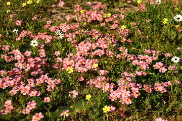Fototapeta premium The Grand Duchess Sorrel flowering in sunlight near Worcester, South Africa.