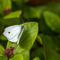 Beautiful cabbage white butterfly on green leaf with blurred background, selective focus