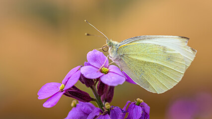 Beautiful cabbage white butterfly gets the nectar from a purple flower. blurred background, selective focus point