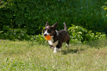 A small fluffy funny dog corgi cardigan is playing with a ball