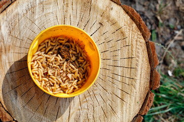 Maggot worms swarm in a yellow fishing bucket against the backdrop of a wooden cut in harsh sunlight.