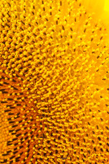 Blooming sunflower head, pistils and stamens close-up. Floral yellow pattern. Abstract background, texture. Vertical photo