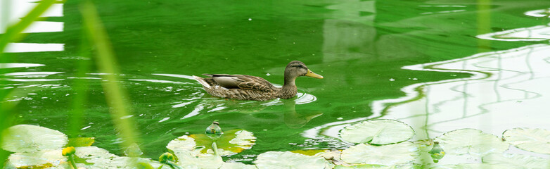The female mallard duck swims in the water among the vegetation