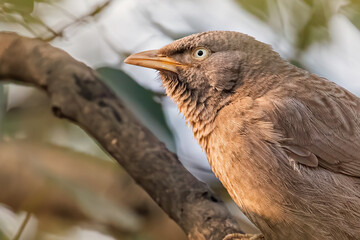 Jungle Babbler sitting on a tree