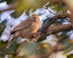 Jungle Babbler looking strait into the camera