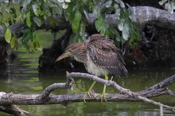 羽根を膨らませるゴイサギの若鳥