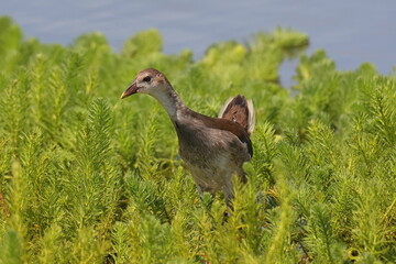 首を伸ばすバン幼鳥