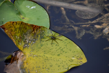 Six spotted fishing spider on a lily pad in the swamp