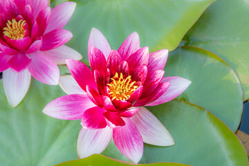 Water Lily flower with leaves floating on a pond