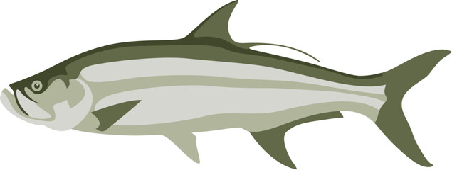 tarpon fish, vector illustration, flat style, side