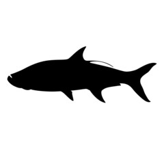 tarpon fish, vector illustration,   black silhouette, side
