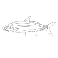 tarpon fish, vector illustration,  lining draw, side