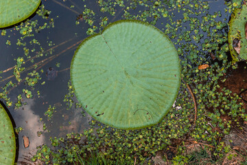 The water lily is an aquatic plant typical of the Amazon region.