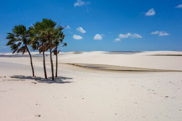 palms trees on sand dunes desert and oasis on background. sunny blue sky