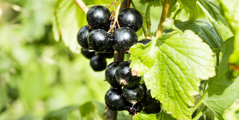 Branch of black currant in the village garden. BIO .