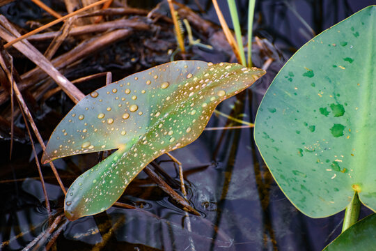 Rain on heart shaped lily pad in the swamp - Powered by Adobe