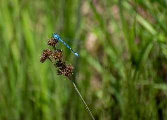 Macro of Bee in Flight Over Wild Flowers