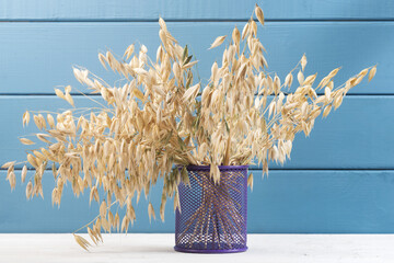 A bouquet of oats in a vase on a blue wooden background. A bunch of oats on a blue wooden background. 
