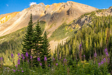 Fototapeta premium Wildflowers Blooming in Colorado Rocky Mountains