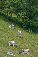 Fotograf&iacute;a a&eacute;rea con un grupo de vacas  en la regi&oacute;n alpina  de Friuli-Venezia-Giulia en Italia