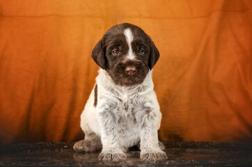 deutsch drahthaar dog cute hunting puppies magic light lovely pet portrait
